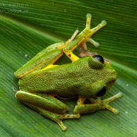 Pseudophilautus poppiae Megaskumbura & Manamendra-Arachcchi, 2005